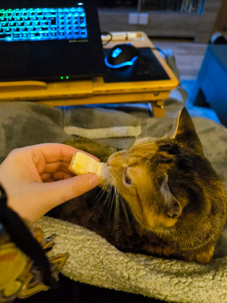 Sora auf meinem Schoß, von oben zu sehen. Sie dreht den Kopf nach hinten um an einem Stück Erdbeerrolle zu lecken