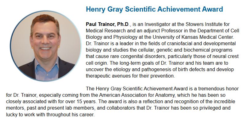 A screen shot from the American Association for Anatomy, showing a picture of Paul Trainor, announcing him winning the Henry Gray Scientific Achievement Award. The text reads: "Paul Trainor, Ph.D., is an Investigator at the Stowers Institute for Medical Research and an adjunct Professor in the Department of Cell Biology and Physiology at the University of Kansas Medical Center. Dr. Trainor is a leader in the fields of craniofacial and developmental biology and studies the cellular, genetic and biochemical programs that cause rare congenital disorders, particularly those of neural crest cell origin. The long-term goals of Dr. Trainor and his team are to uncover the etiology and pathogenesis of birth defects and develop therapeutic avenues for their prevention.

 

The Henry Gray Scientific Achievement Award is a tremendous honor for Dr. Trainor, especially coming from the American Association for Anatomy, which he has been so closely associated with for over 15 years. The award is also a reflection and recognition of the incredible mentors, past and present lab members, and collaborators that Dr. Trainor has been so privileged and lucky to work with throughout his career."