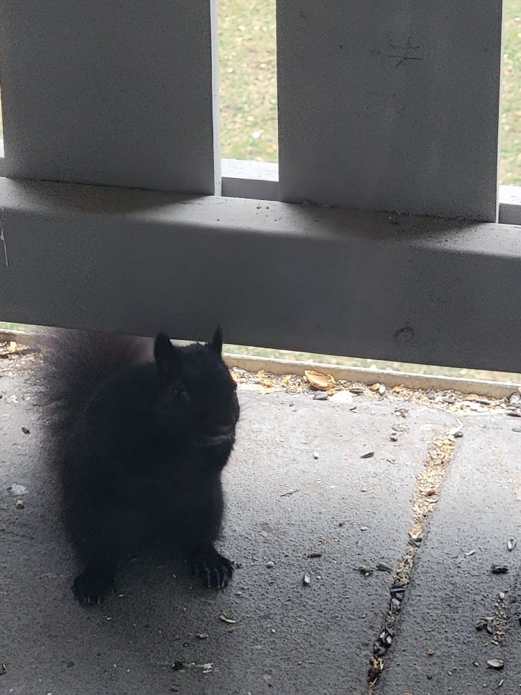 Black squirrel begging for nuts.