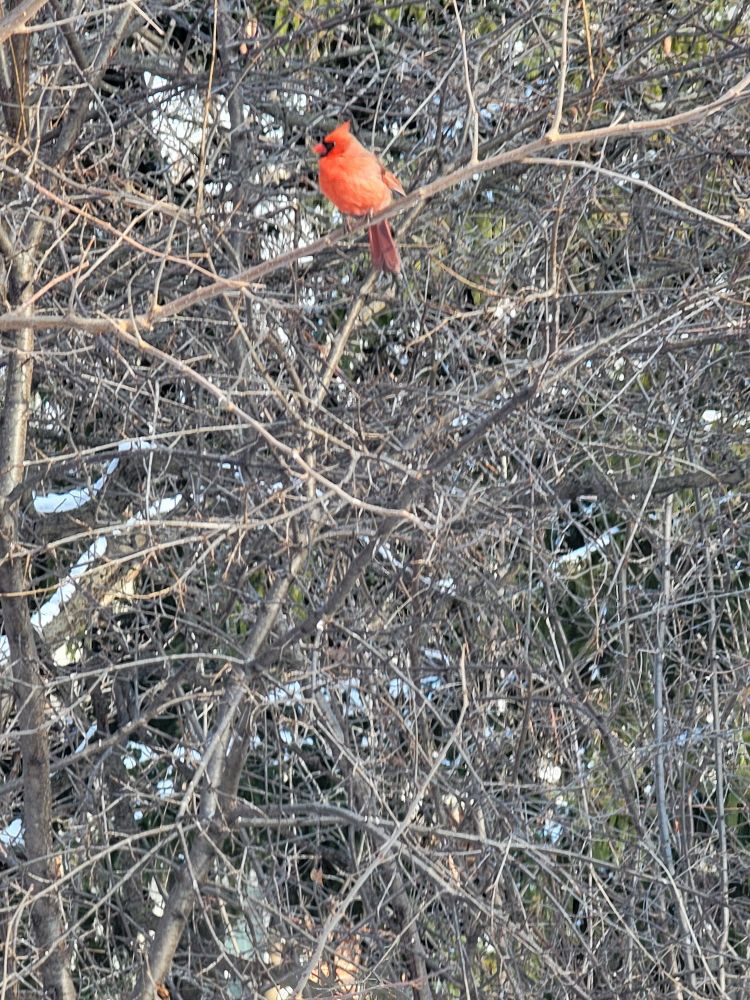 Male cardinal in my front yard.
