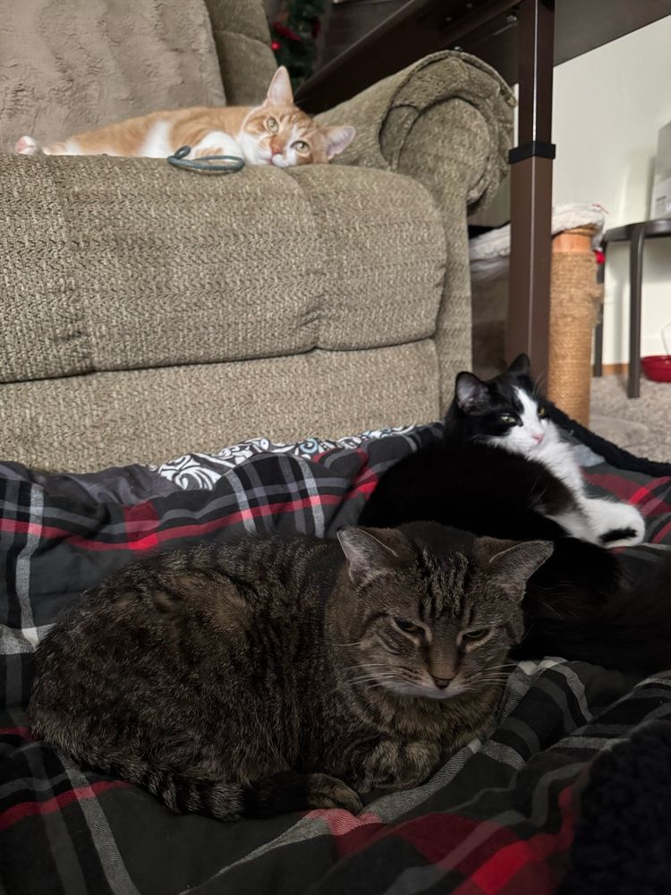 Tiger cat and black and white cat laying together with orange cat on chair above them. All clearly very lazy. Watching birds on tv. 