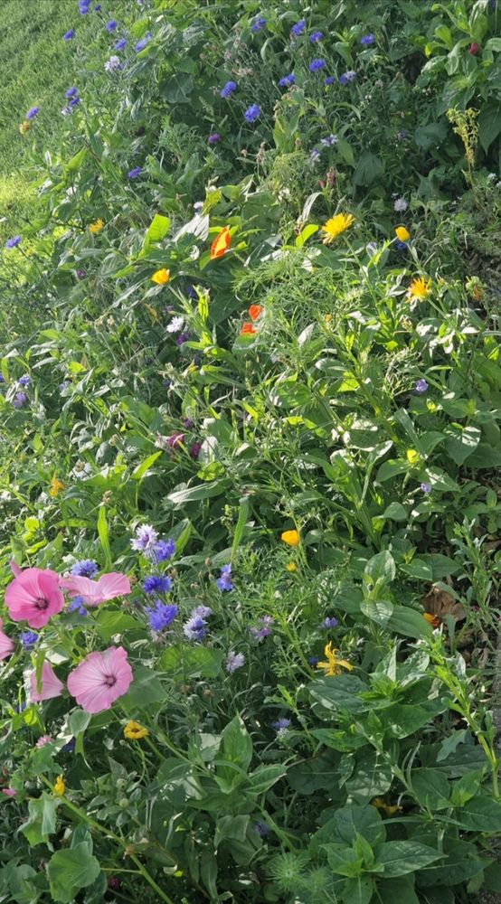 Die Aussaat der Wildblumenmischung ist vollständig aufgegangen und zeigt eine beeindruckende Artenvielfalt.
