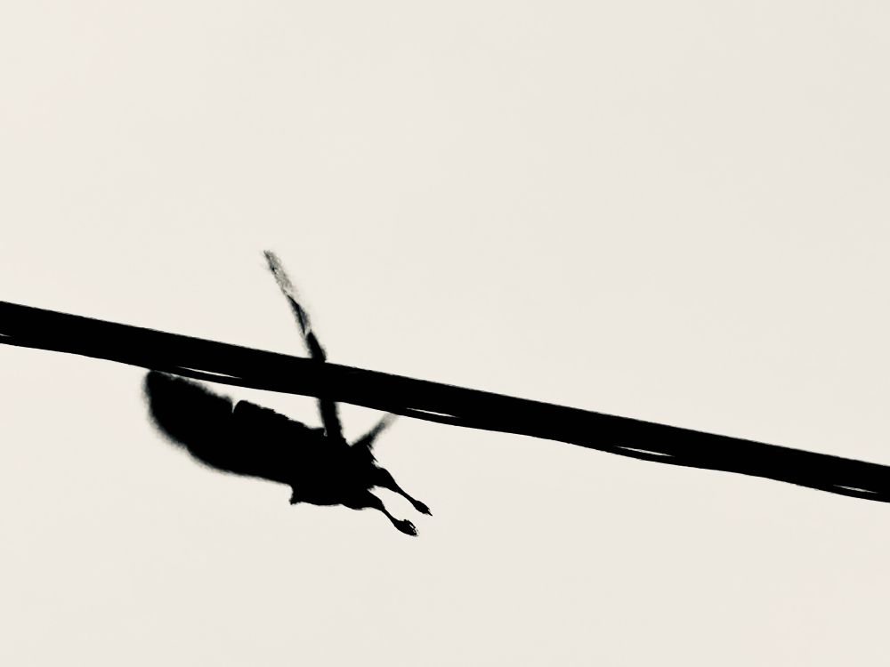 Silhouette of a hawk leaving its wire