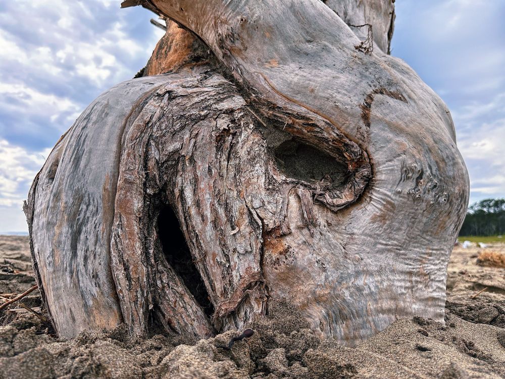 Tree-knot