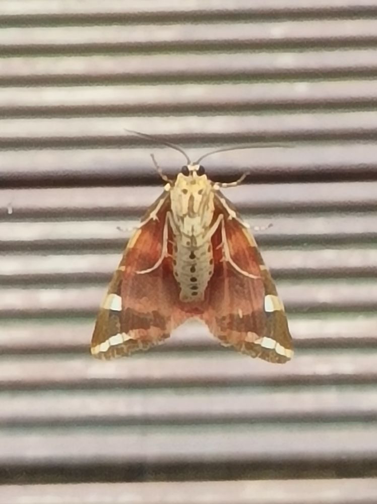 Moth against a striped decking backdrop 