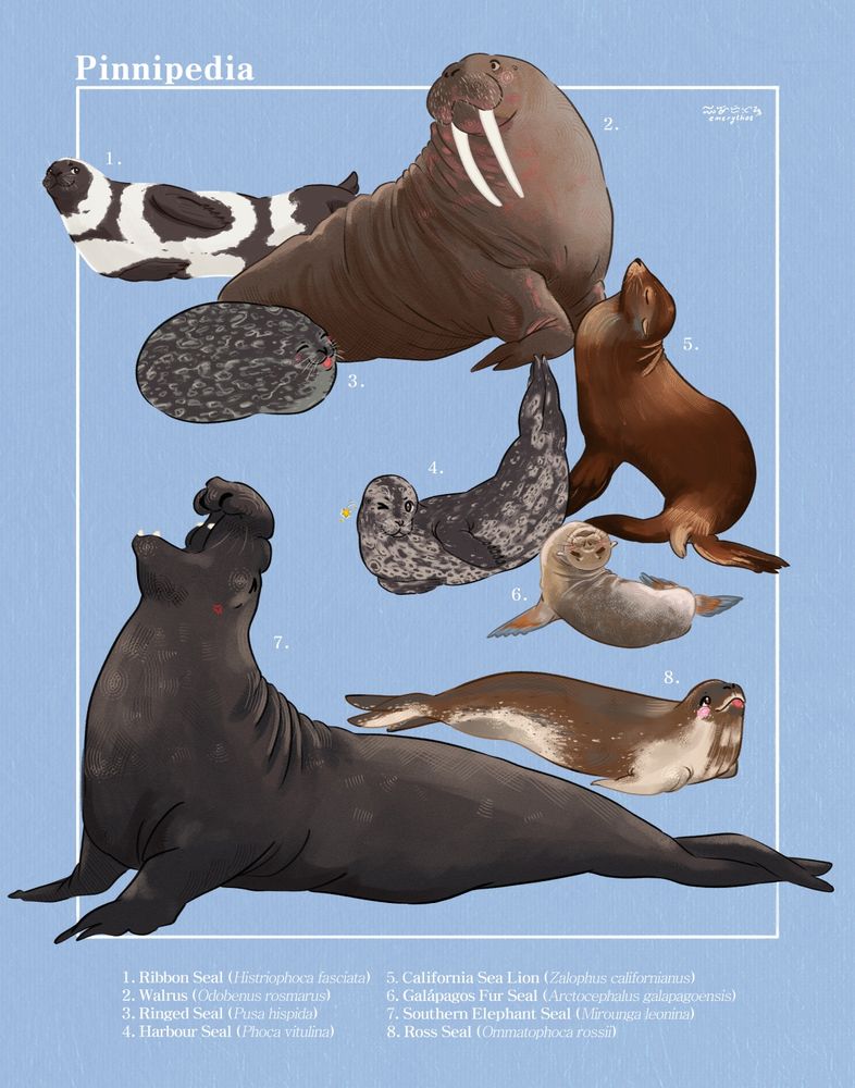 Naturalist page of my favorite Pinnipeds!

Theyre not.. perfectly in rows, but I'll do my best to label them from left to right, top to bottom. Naming like this may differ from the numbering on the page!

Top left: Ribbon Seal
Top middle: Ringed Seal
Top right: Walrus
Center left: Harbour Seal
Center: Galápagos Fur Seal
Center right: California Sea Lion
Bottom left: Southern Elephant Seal
Bottom right: Ross Seal