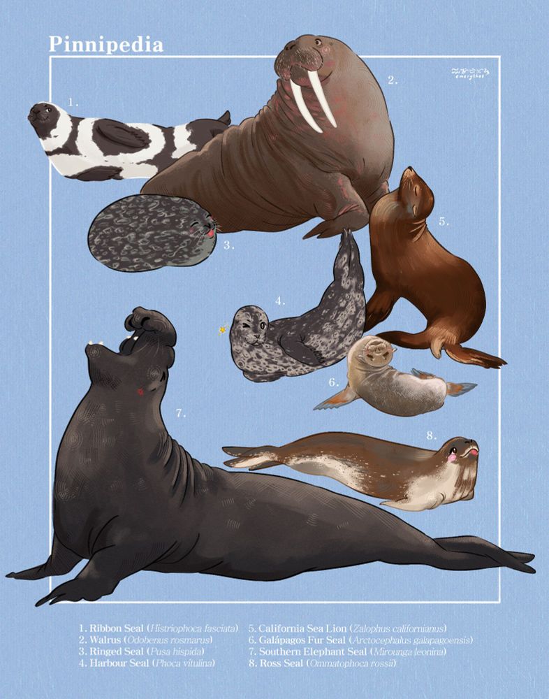 Naturalist page of my favorite Pinnipeds!

Theyre not.. perfectly in rows, but I'll do my best to label them from left to right, top to bottom. Naming like this may differ from the numbering on the page!

Top left: Ribbon Seal
Top middle: Ringed Seal
Top right: Walrus
Center left: Harbour Seal
Center: Galápagos Fur Seal
Center right: California Sea Lion
Bottom left: Southern Elephant Seal
Bottom right: Ross Seal