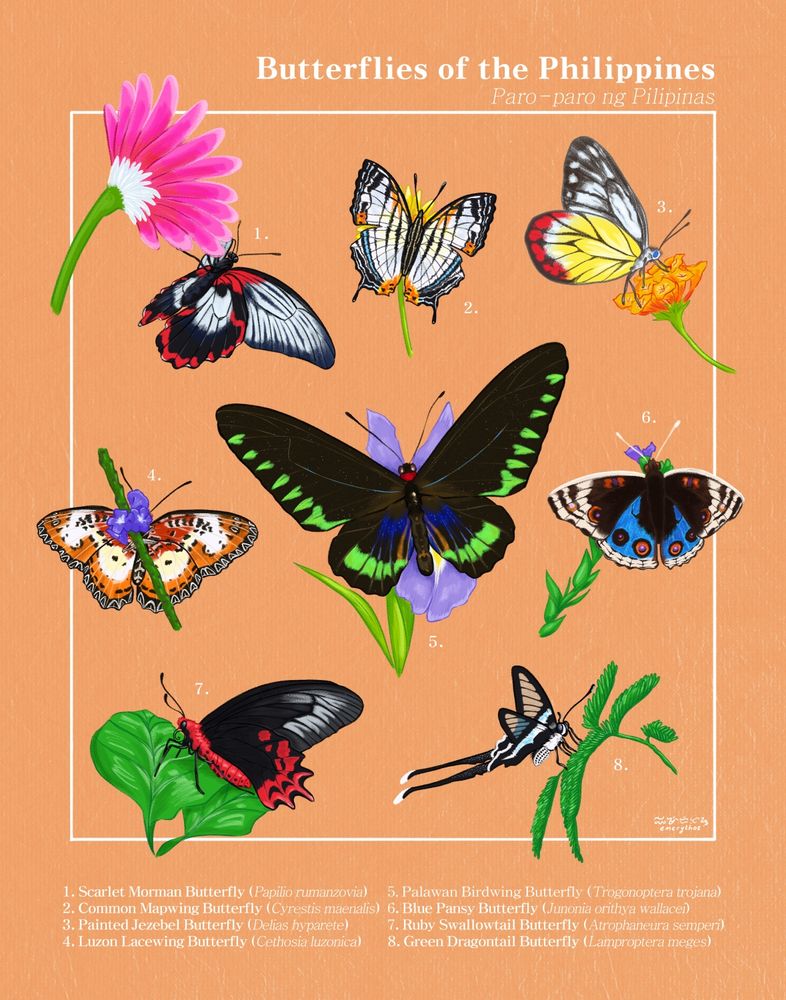 Naturalist page of Butterflies of the Philippines!

Top left: Scarlet Mormon
Top middle: Common Mapwing
Top right: Painted Jezebel
Center left: Luzon Lacewing
Center: Palawan Birdwing
Center right: Blue Pansy
Bottom left: Ruby Swallowtail
Bottom right: Green Dragontail