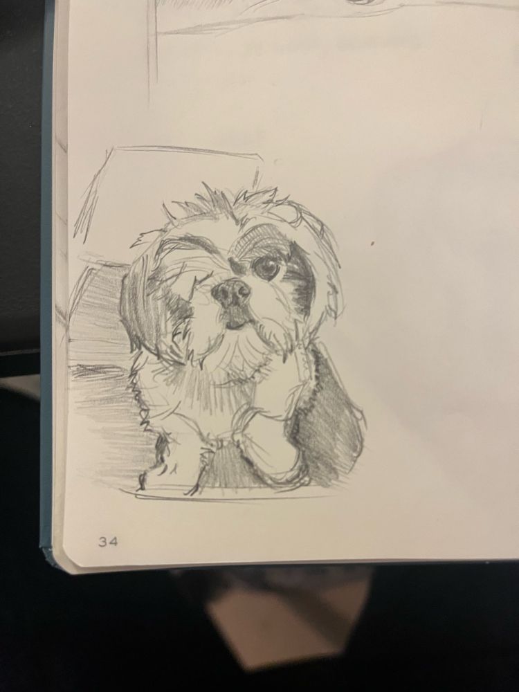 A small pencil sketch of Olive the shih tzu looking straight at the viewer. She is scruffier, older, and missing her right eye in this image. 