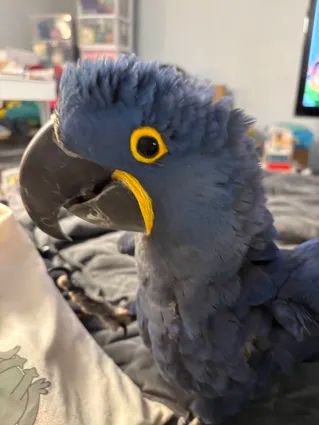 A blue hyacinth macaw parrot is sitting on a bed.