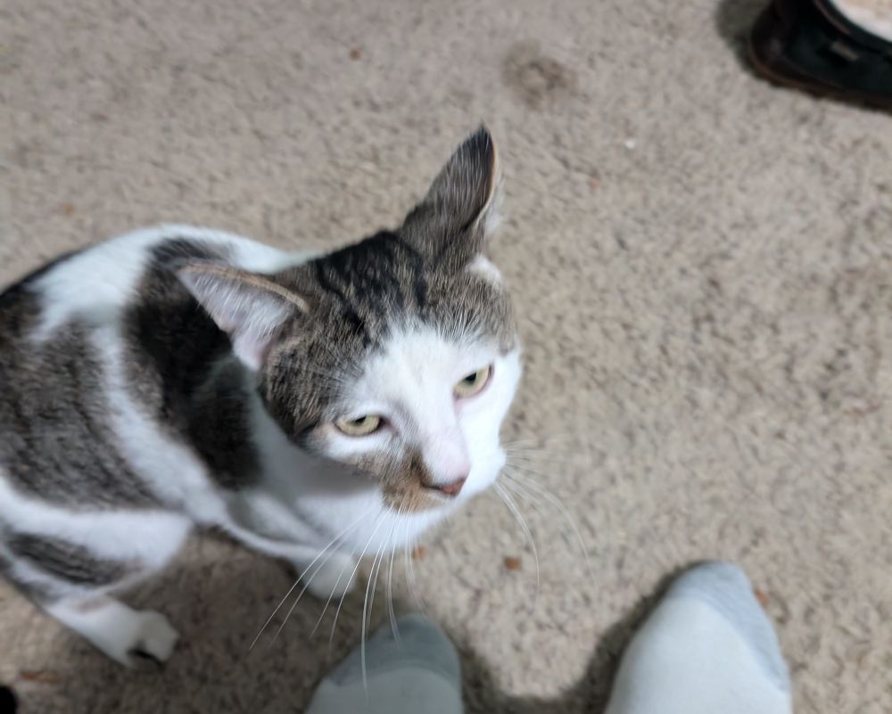 A young white cat with brown markings sits near OPs feet after coming inside 