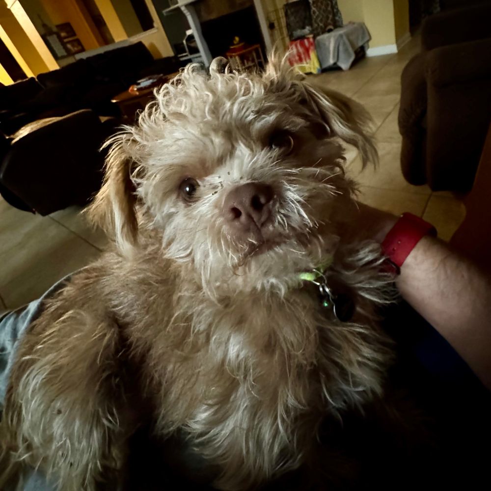 A scruffy, wide-eyed pup staring into the camera with the intensity of someone who just heard the fridge door open. Its messy, curly fur and slightly disheveled look suggest either a long day of adventures or a serious case of bed head. Bonus points for the tiny specks of dirt on its nose—proof that being adorable is a full-time job.