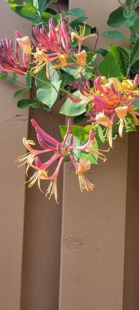 Goldflame honeysuckle blooms and leaves in front of a brown fence.
