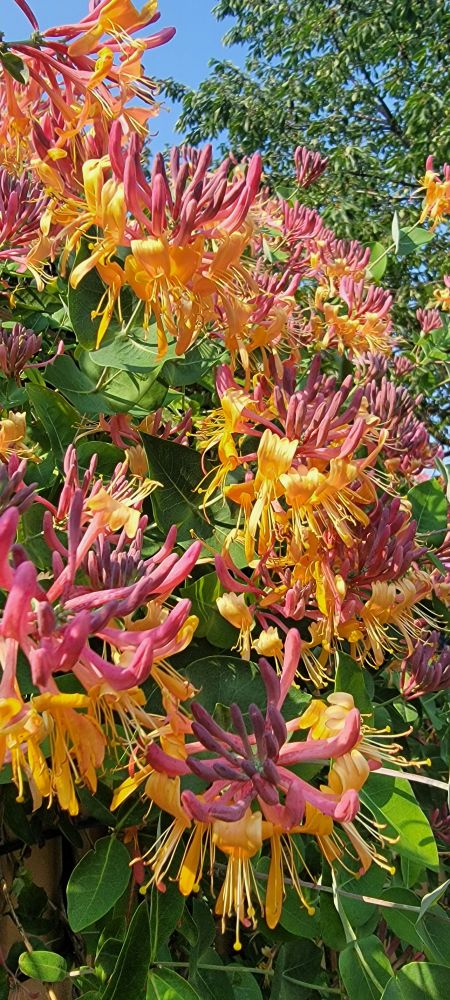 Goldflame honeysuckle blooms and leaves with blue sky and a cherry tree in the background.