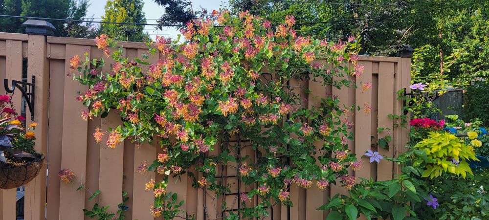 Goldflame honeysuckle growing against a brown fence with other random flowers and sweet potato vines around.