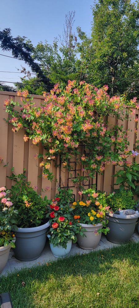 Goldflame honeysuckle growing against a brown fence with other random flowers and boxwood around.