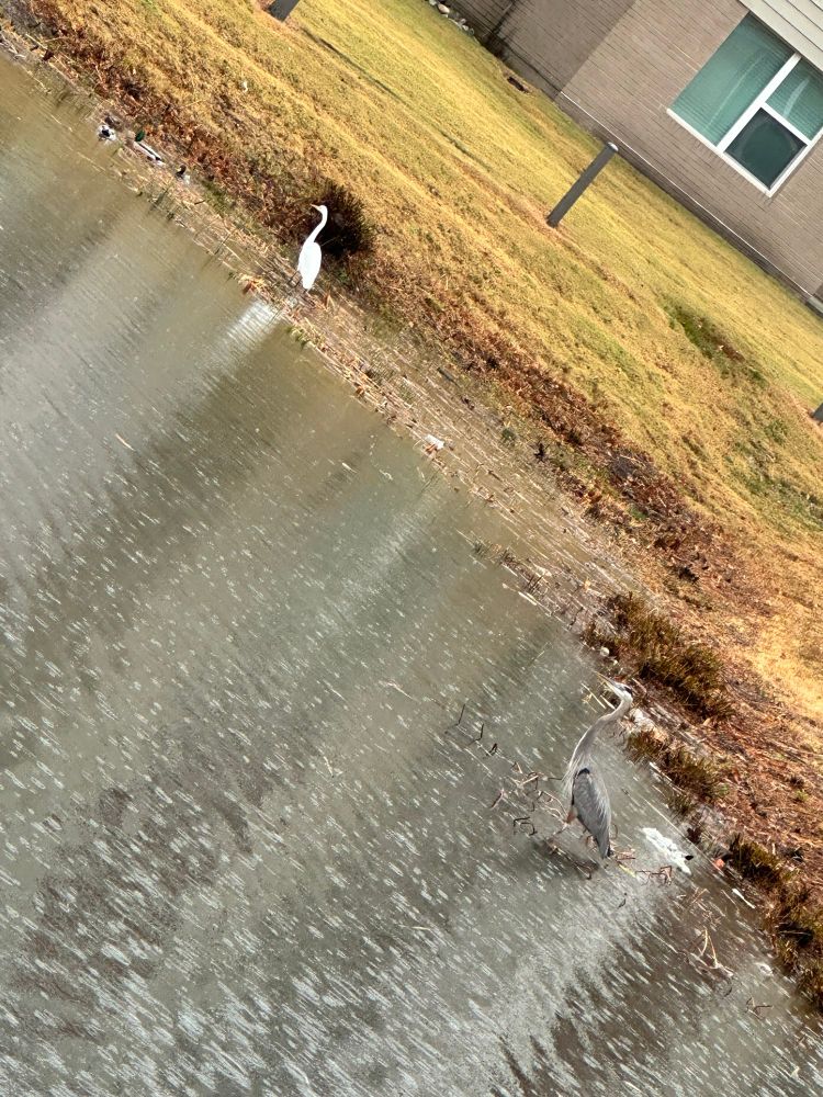 Great Blue Heron in foreground, egret in background, and duck with Canadian geese kind of markings in further background