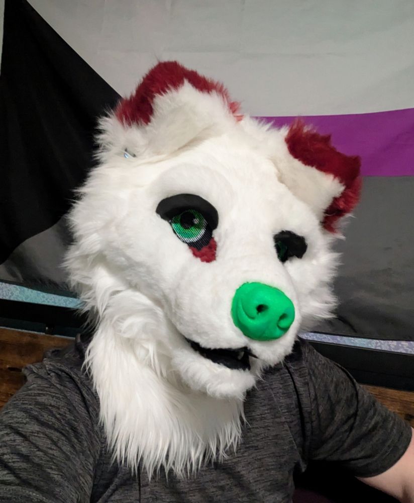 A person in a white wolf fursuit head sitting in front of a demisexual pride flag. 