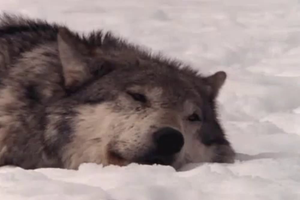 Resting Wolf GIF