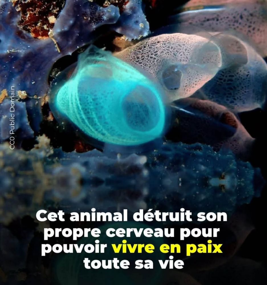 Screen d'un espèce d'organisme sous marin, avec écrit "cet animal détruit son propre cerveau pour être en paix" 