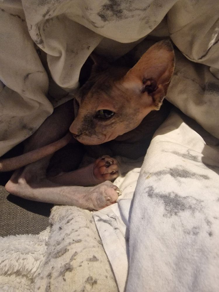 A sphynx cat bundled up in blankets.