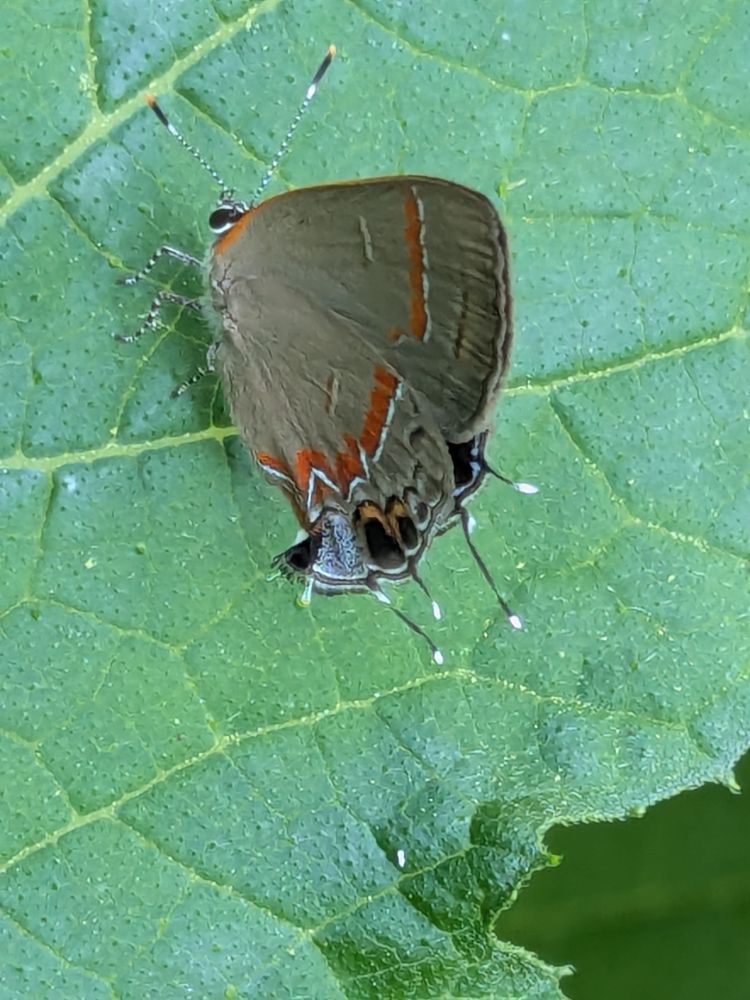 A butterfly that's kind of dusky blue with red markings 