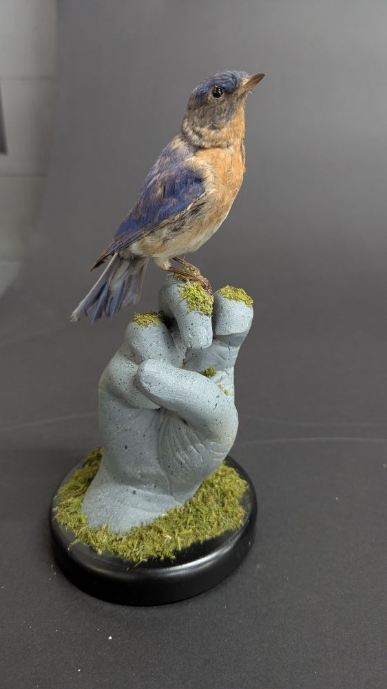 Taxidery blue bird on a stone hand with moss