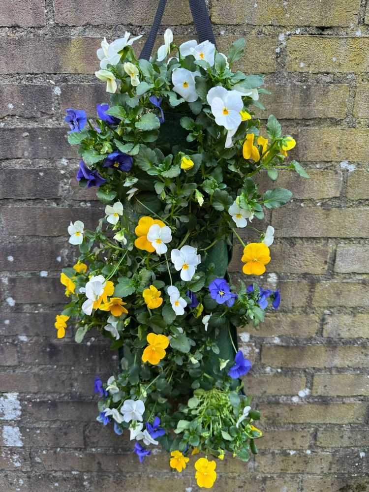 Violets (blue, yellow, white) hanging on a brick wall)

