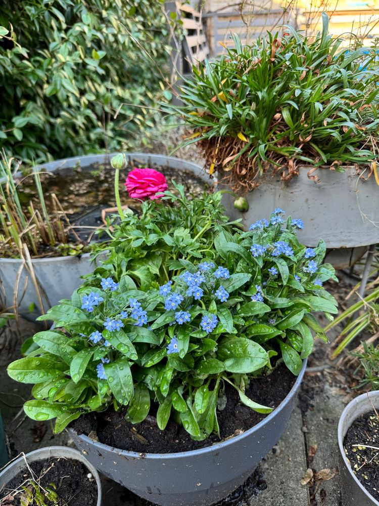 Forget-me-nots and pink ranunculus in a pot. 