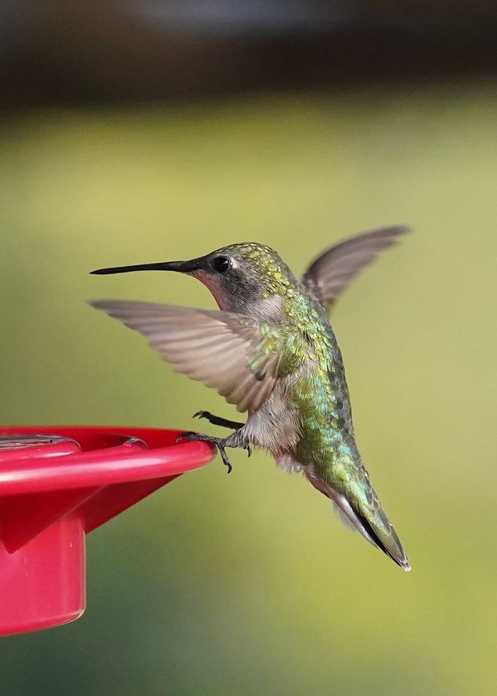 A female ruby-throated hummingbird lands on the lip of a bright red feeder. One foot holds on as the other is close. The weight of the bird is off the edge, a split second before landing. Or is it falling, its little wings flailing as it tumbles backwards? A belly full of sugar water, too heavy to fly. If it had vocal cords, it might be making a, “wuh wuh wuh!” Before it goes “waaaa” down to the ground.