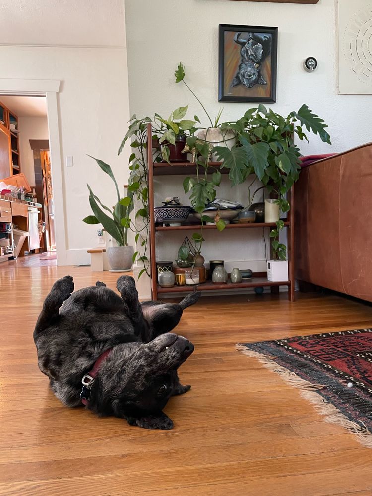 A cattle dog laying on her back in front of a painted portrait of her laying on her back.