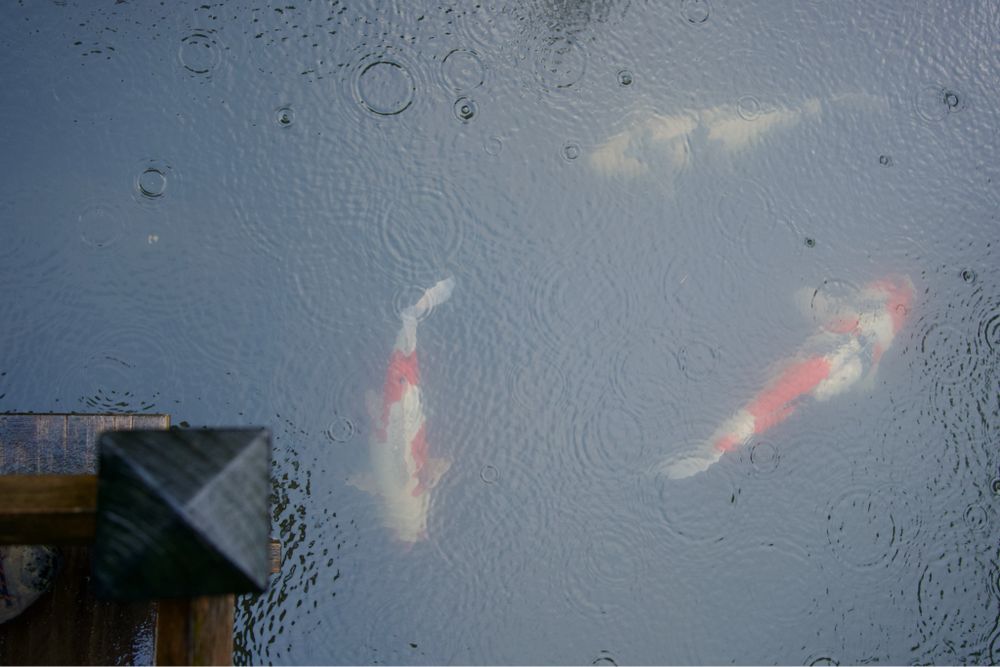 Three large koi fish swim under a rain speckled pond. What is rain to an aquatic creature? Air is that weird substance that they can’t move or breathe in. Water is ubiquitous. So is rain just holes in the air? Like reverse bubbles?