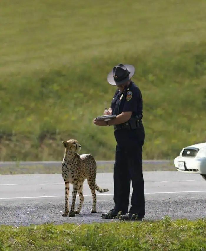 A police officer writing on a clipboard stands next to a cheetah that looks up at the officer.