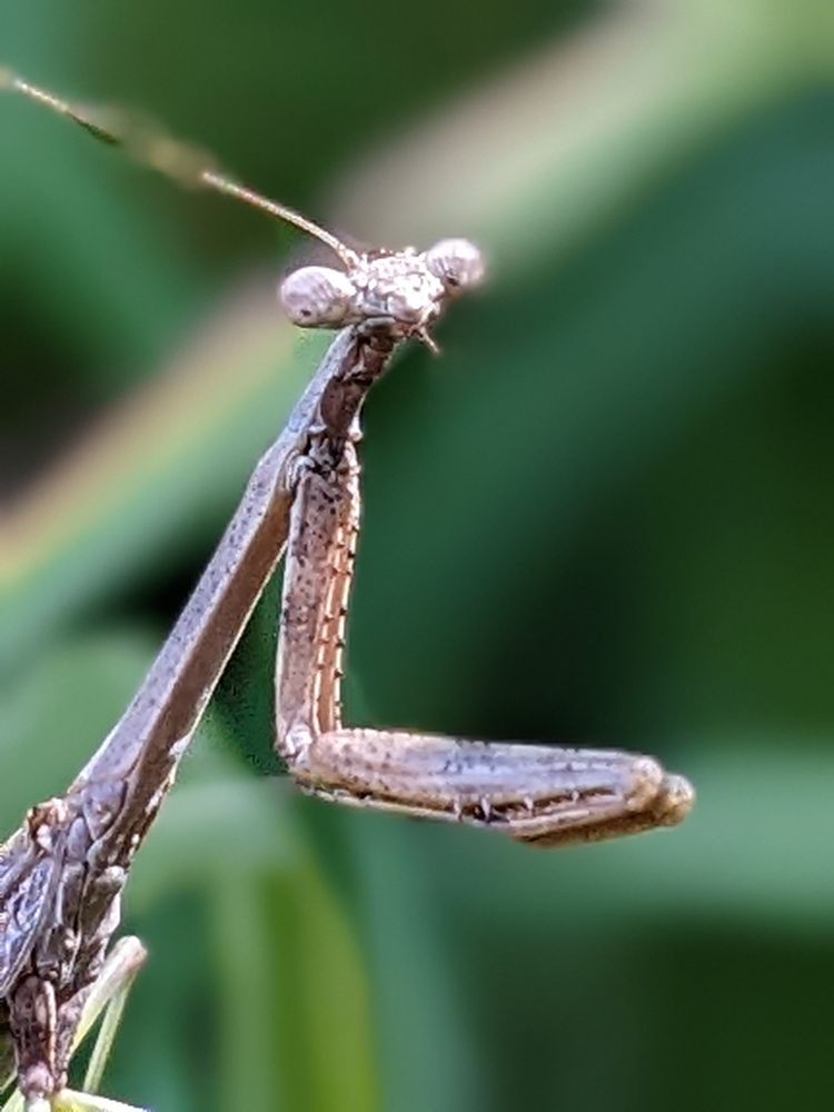 A close up photo of a praying mantis. It is brown, with a curious look in his eye, staring at the camera. Like he's saying Hi.