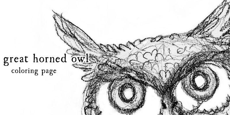 cut out section of an owl's head, drawn with just lines.