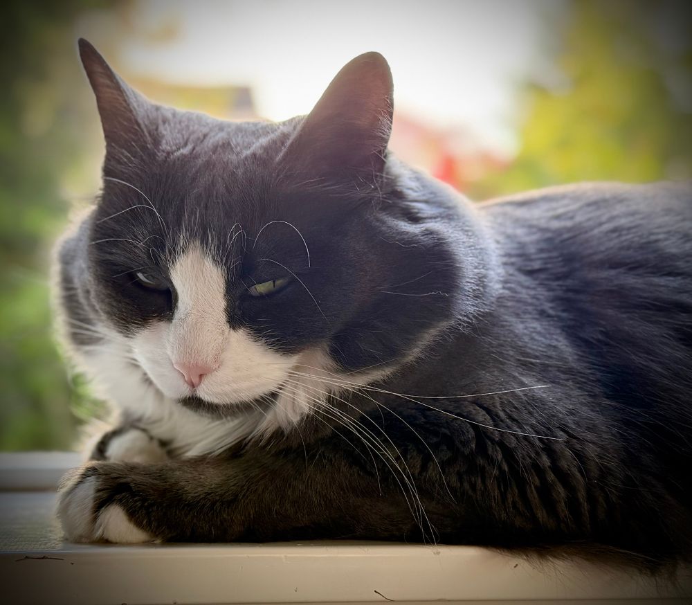 A grey and White House cat named Lily lying on a window sill looking sleepy. 