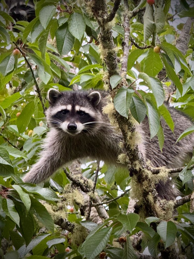 An adorable raccoon balances on two branches of our Rainier cherry tree peeking into the upstairs bathroom window while my wife takes a shower. 