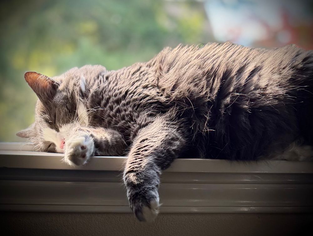 Our grand kitty, Lily, fell asleep on the window sill while she was watching Douglas squirrels in the trees. Her legs are all hanging off the sill like a toddler that just fell asleep where they were walking. 