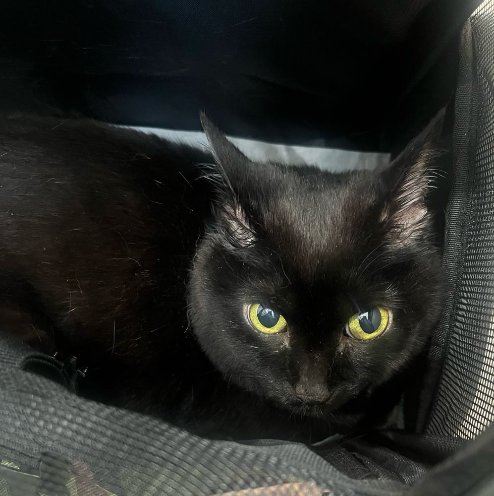 お手入れ終わりの不機嫌な黒猫