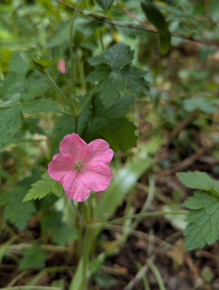 Pink Cranesbill flower