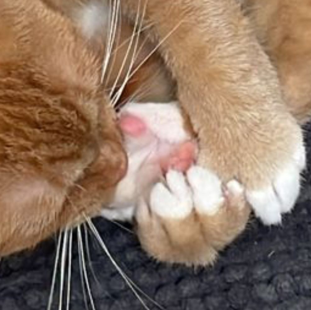 An orange girl cat chewing on her back beans. Her toes are huge