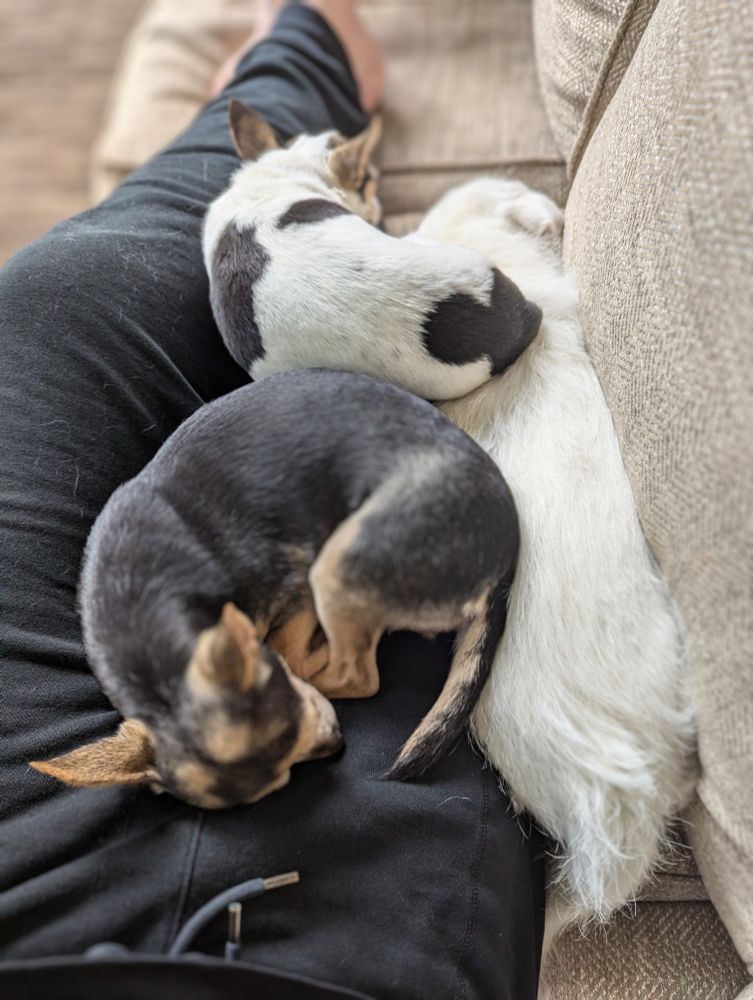 Our three puppies.  Falkor (our luck dragon), Duke (with spots), and Daisy (the family favorite kart racing driver).