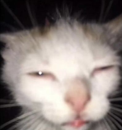 cat squinting close up