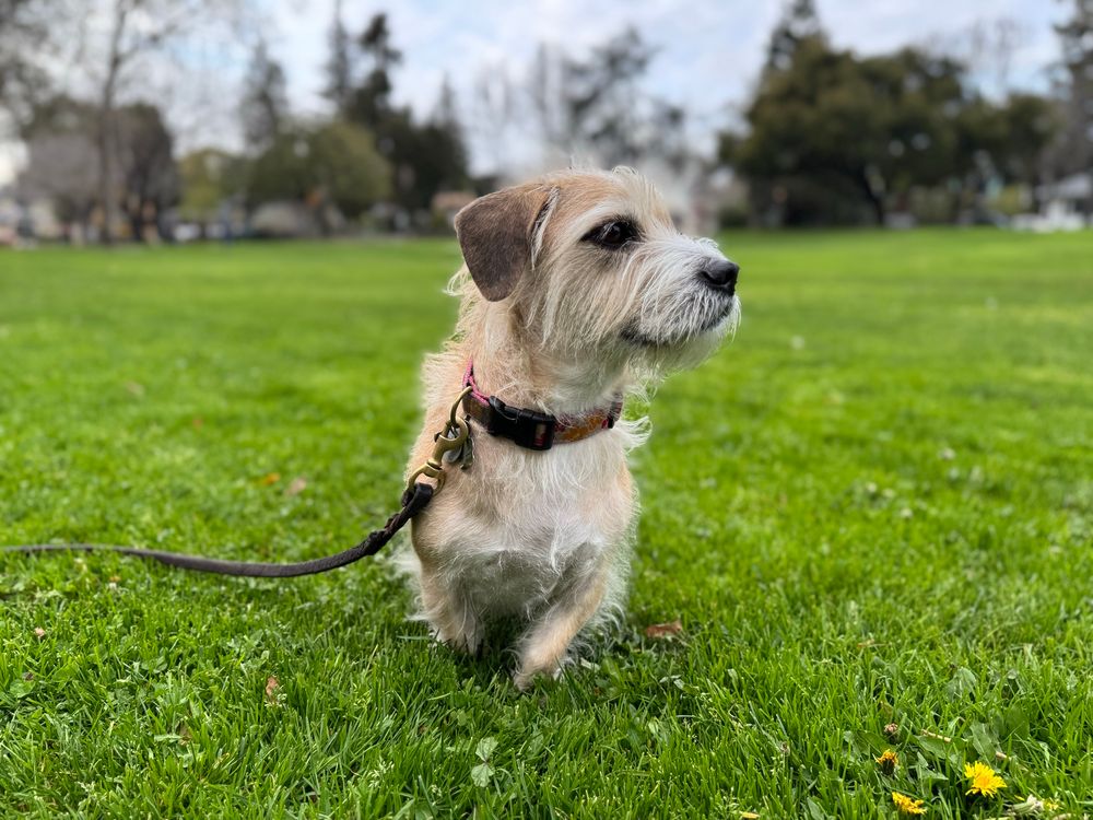 Our dachshund Daisy in the park