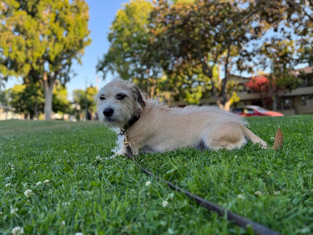 Daisy is the dog on the grass at the park
