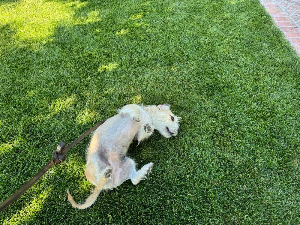 Daisy rolling on a neighbor’s front lawn. 