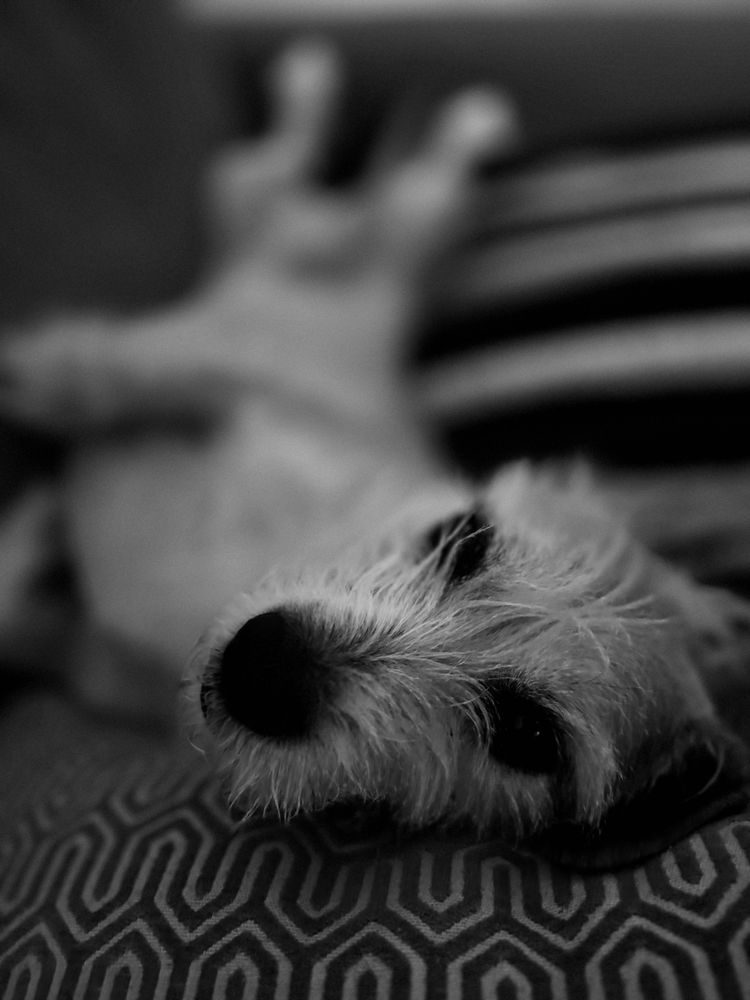 Daisy lounging in the office