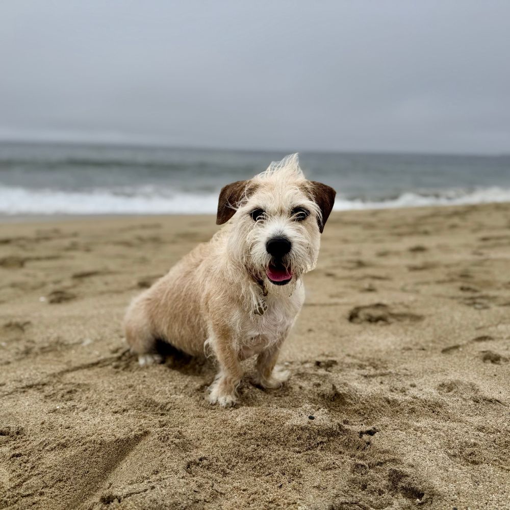 Daisy at Popular Beach in Half Moon Bay, CA