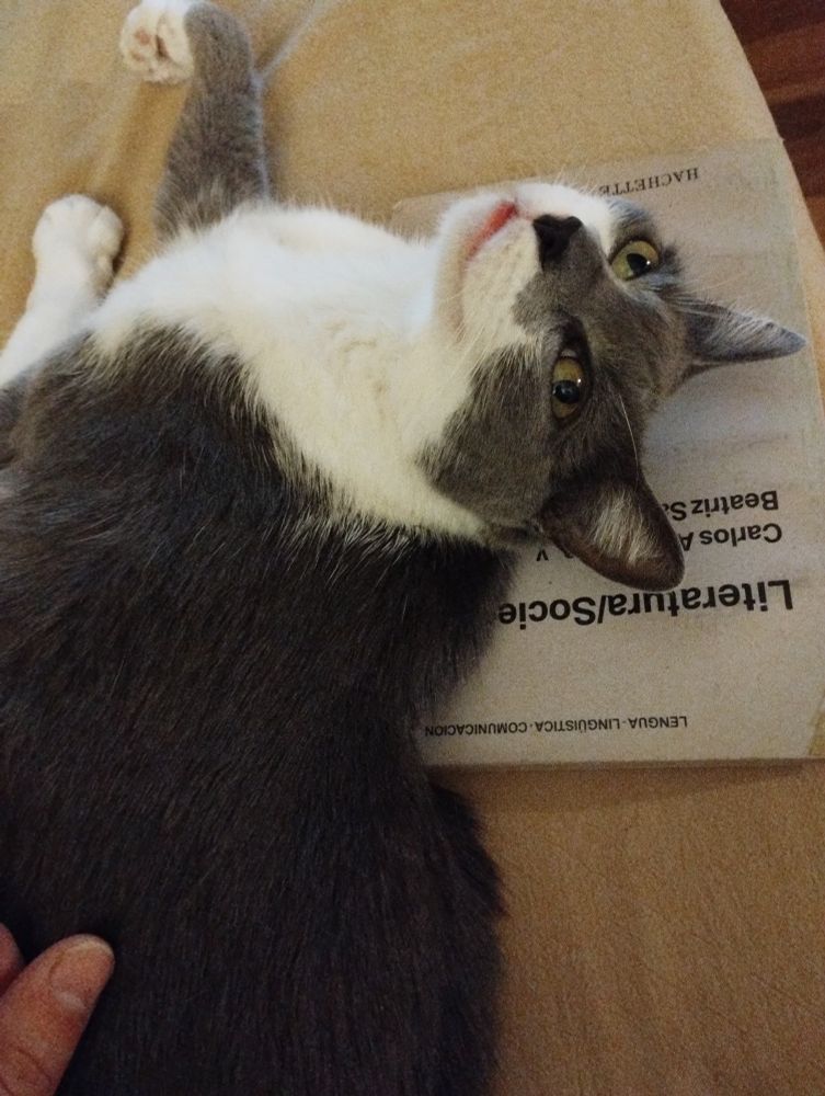 gata durmiendo arriba del libro "Literatura y sociedad"