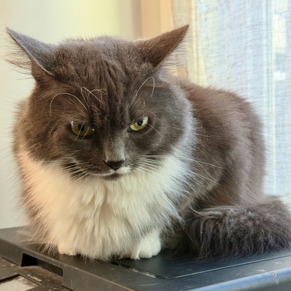 A fluffy gray cat with a white chest sits thoughtfully on a black surface, with sunlight filtering through a window behind it.